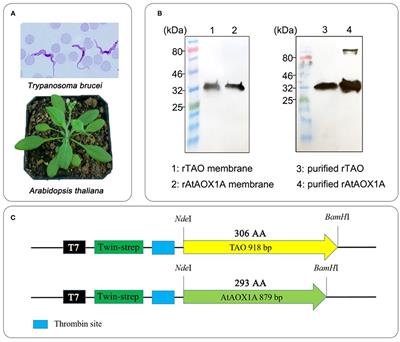 Comparison of the Kinetic Parameters of Alternative Oxidases From Trypanosoma brucei and Arabidopsis thaliana—A Tale of Two Cavities